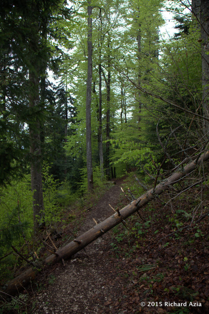 This is the path you take to get up to the top of the Creux de Van