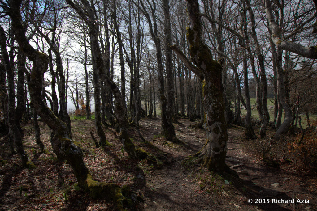 I liked the quality of light here. 