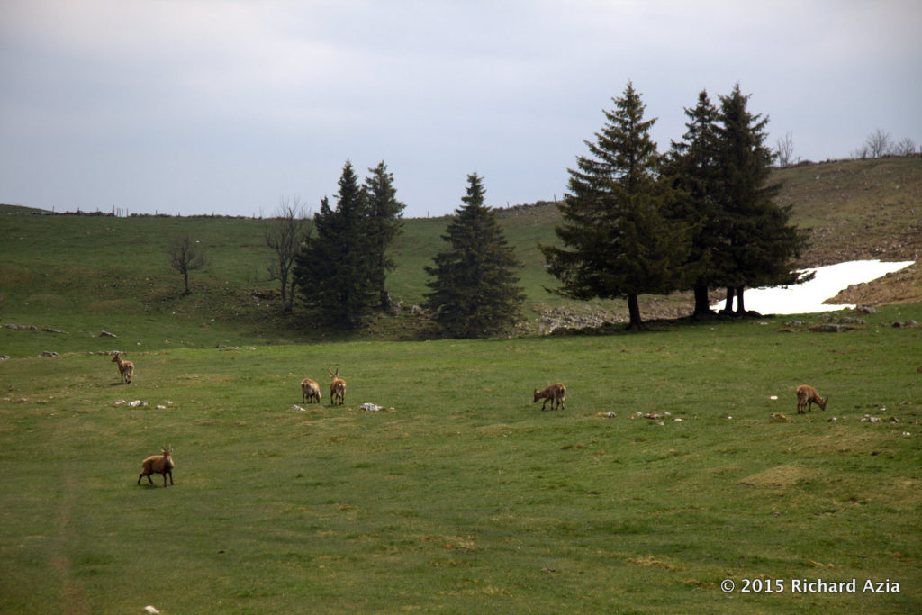 A herd of Bouquetins were playing