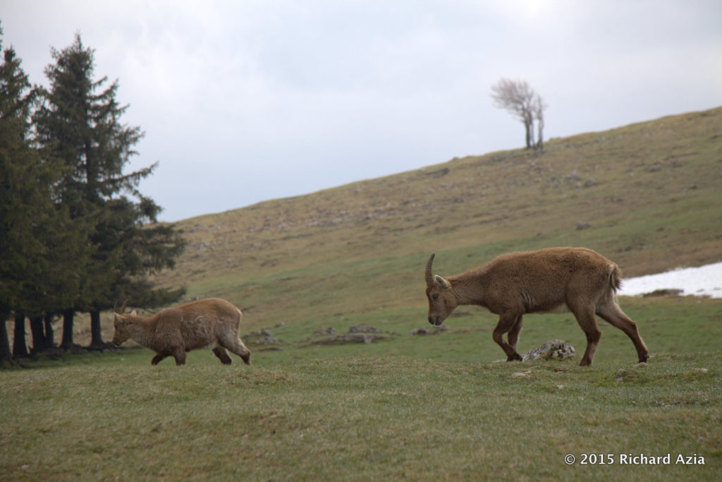 When I arrived they were standing by the grass and slowly made their way towards the cliff