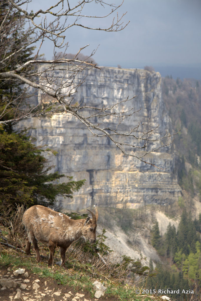 Woods, Bouquetin and cliff