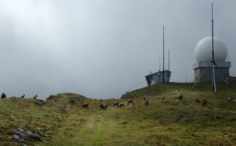 Chamois at La DÃ´le