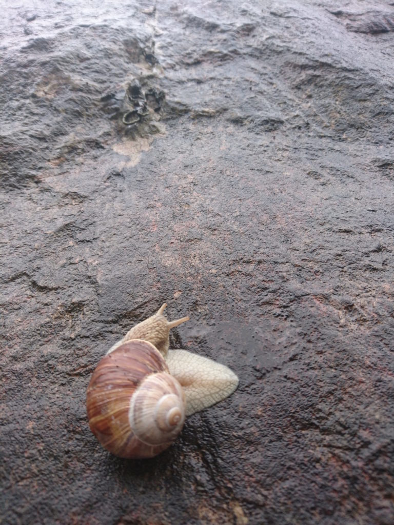 Rock climbing snail