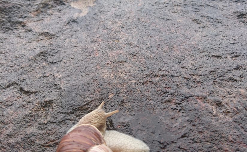 Rock Climbing Snail