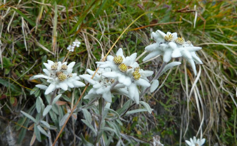 A few Edelweiss