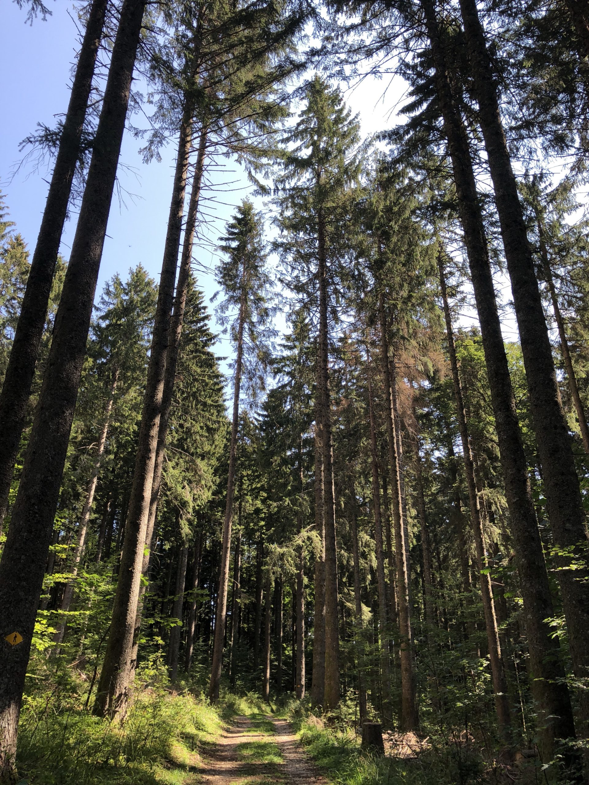 Walking from Nyon to St Cergue