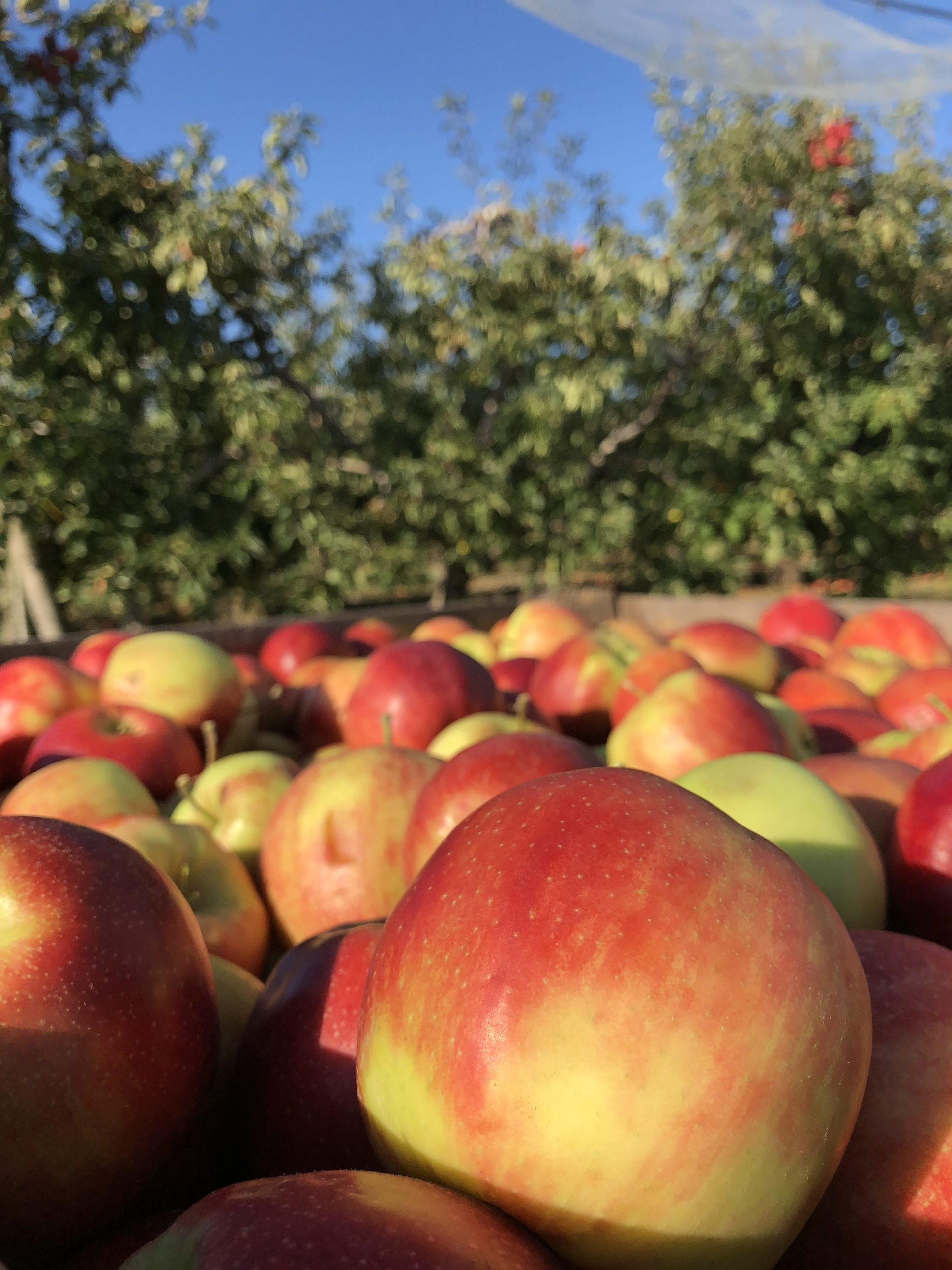 Apples near an orchard, waiting to be moved.