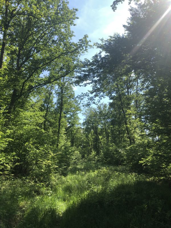 The path i walked down Tall grass, trees on either side