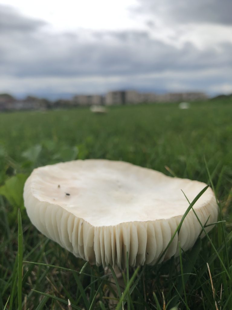 Mushroom with the Alps in the background