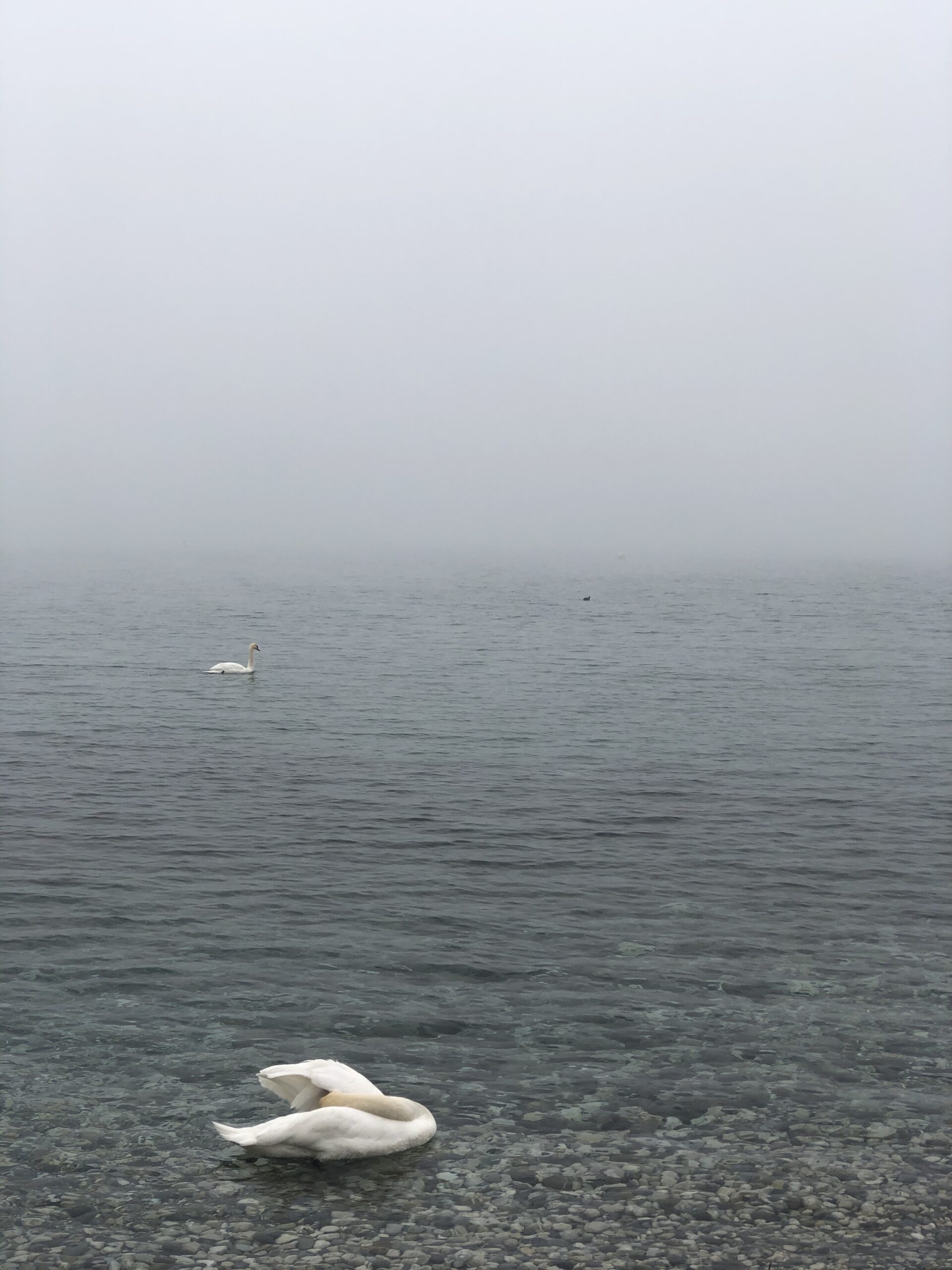 The Foggiest Idea