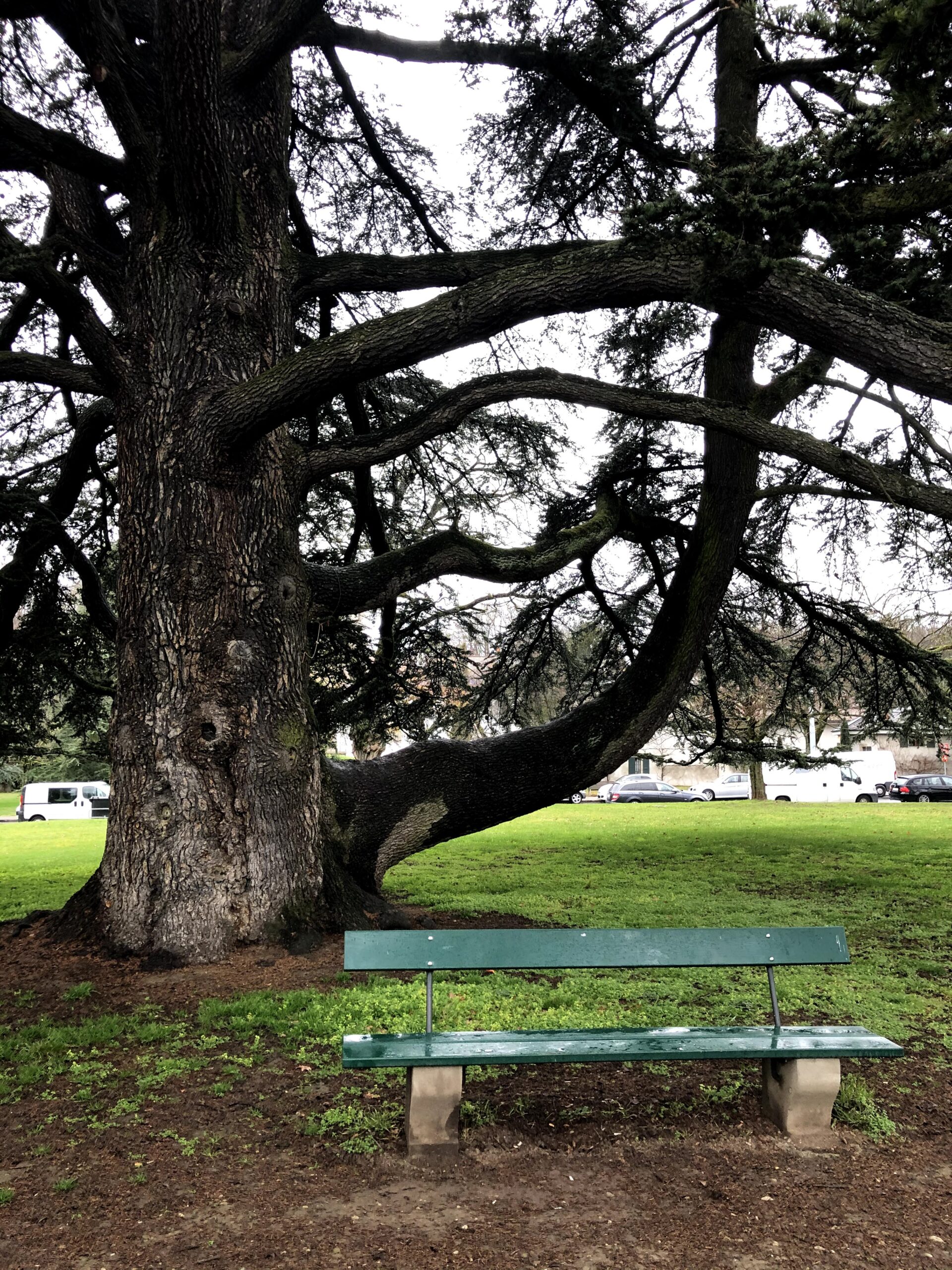 Walking And Finding Old Trees