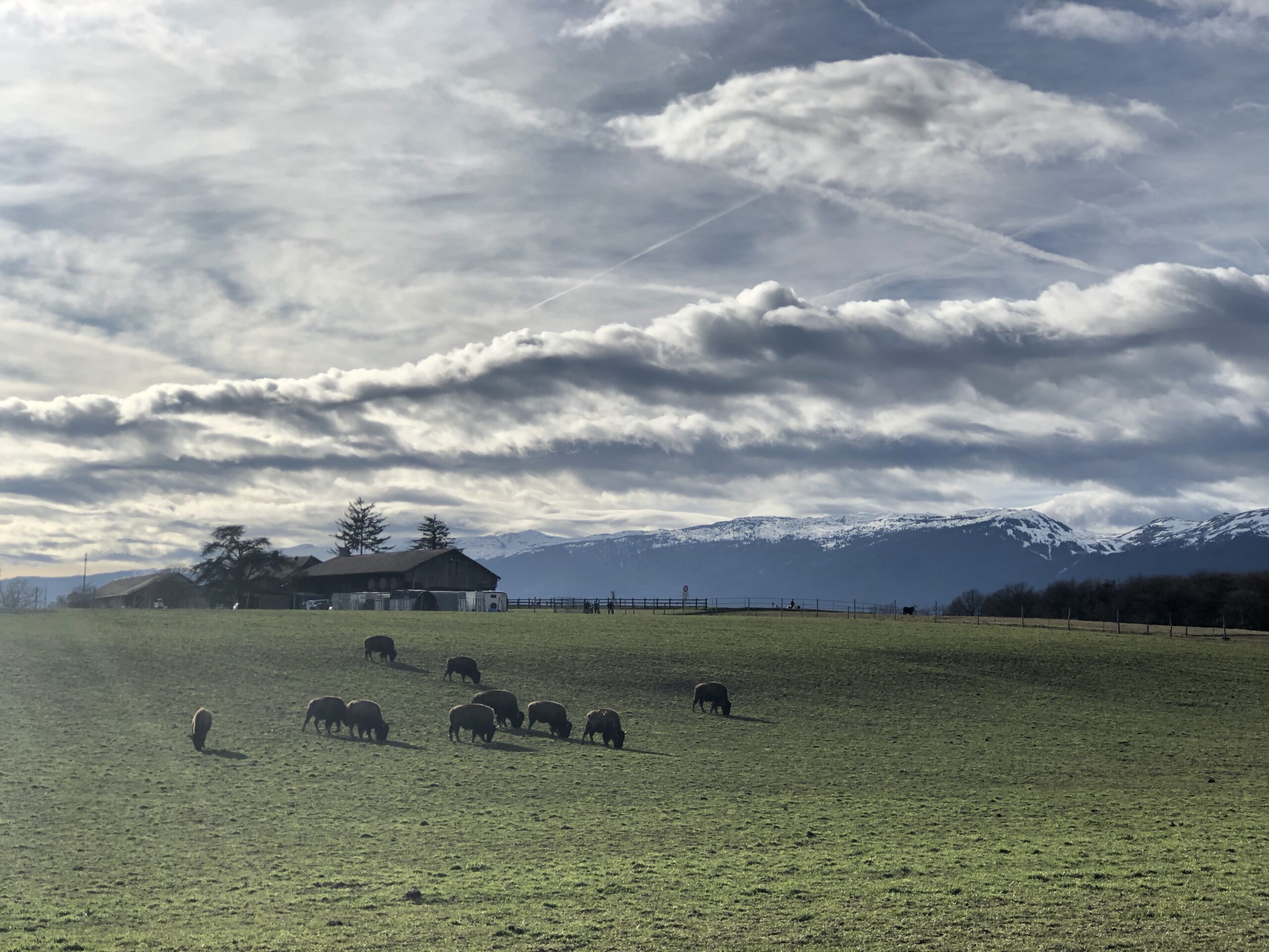 An Ingress Bike ride that passed by bisons