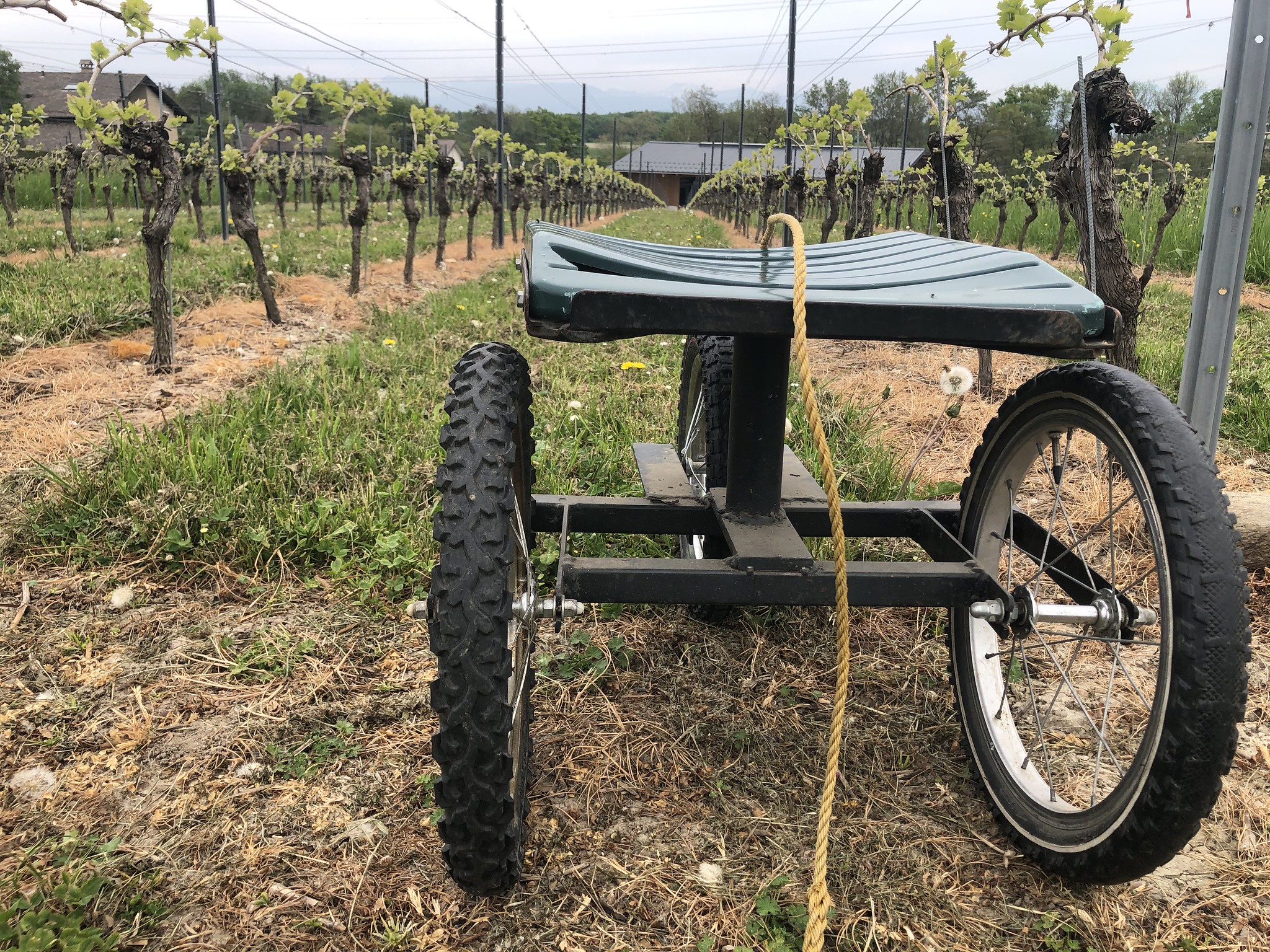 A vineyard seat on wheels