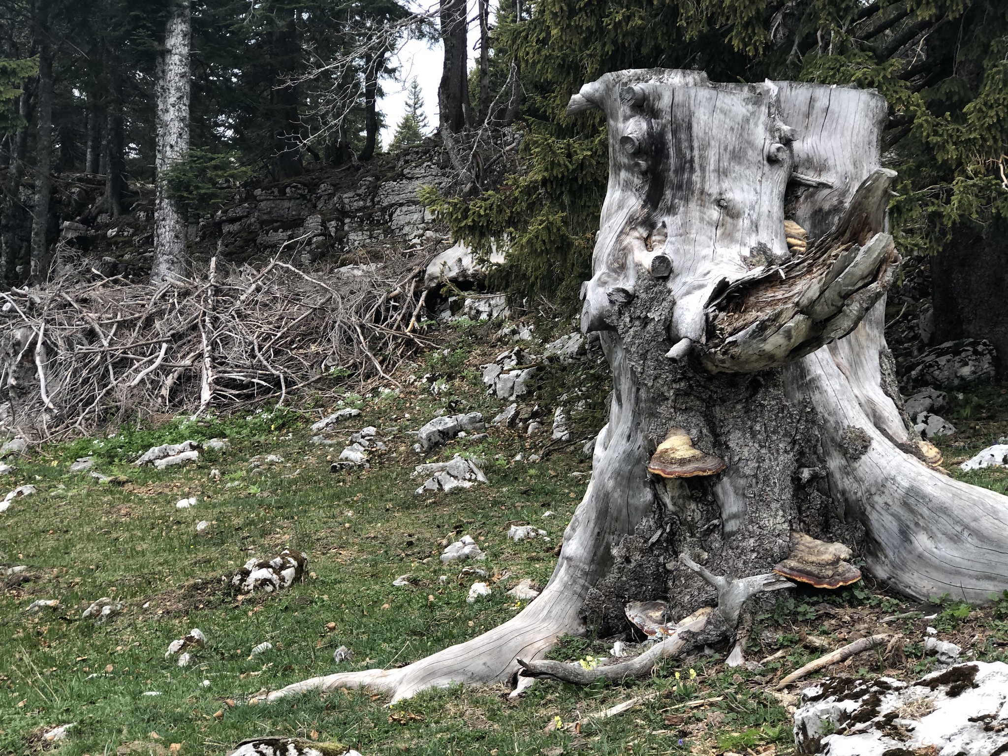 A tree silvered by weathering