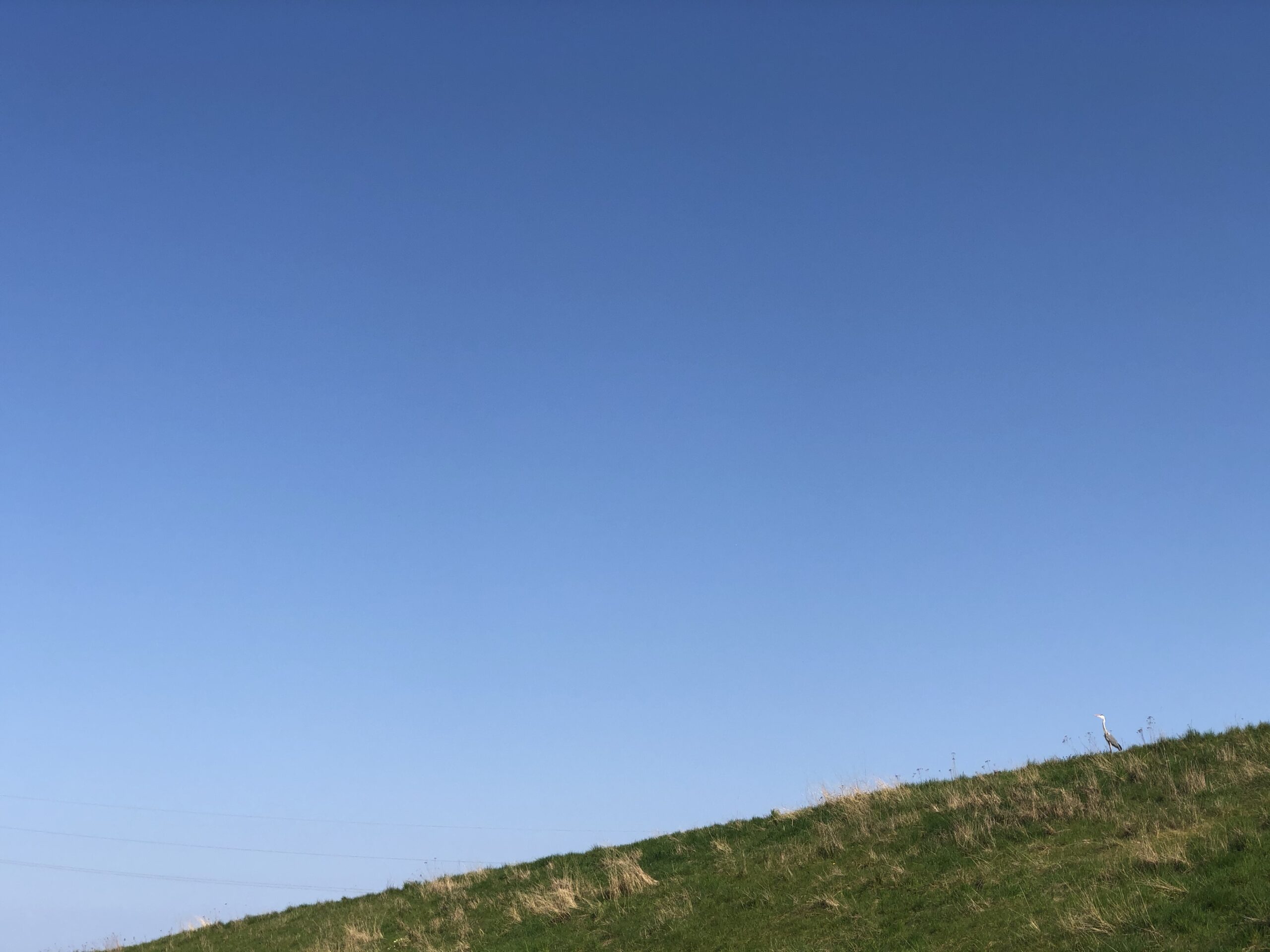 Heron standing on a hill