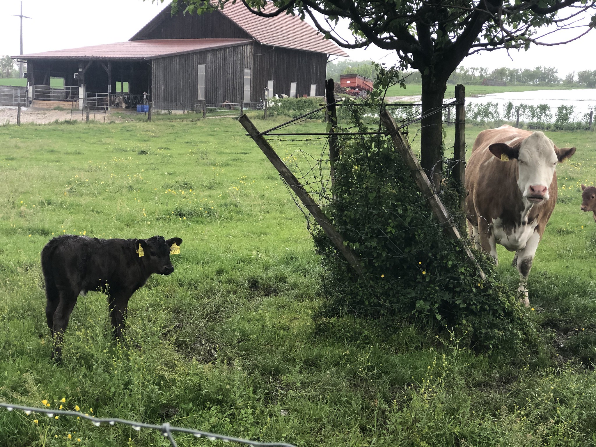 A calf and its mother