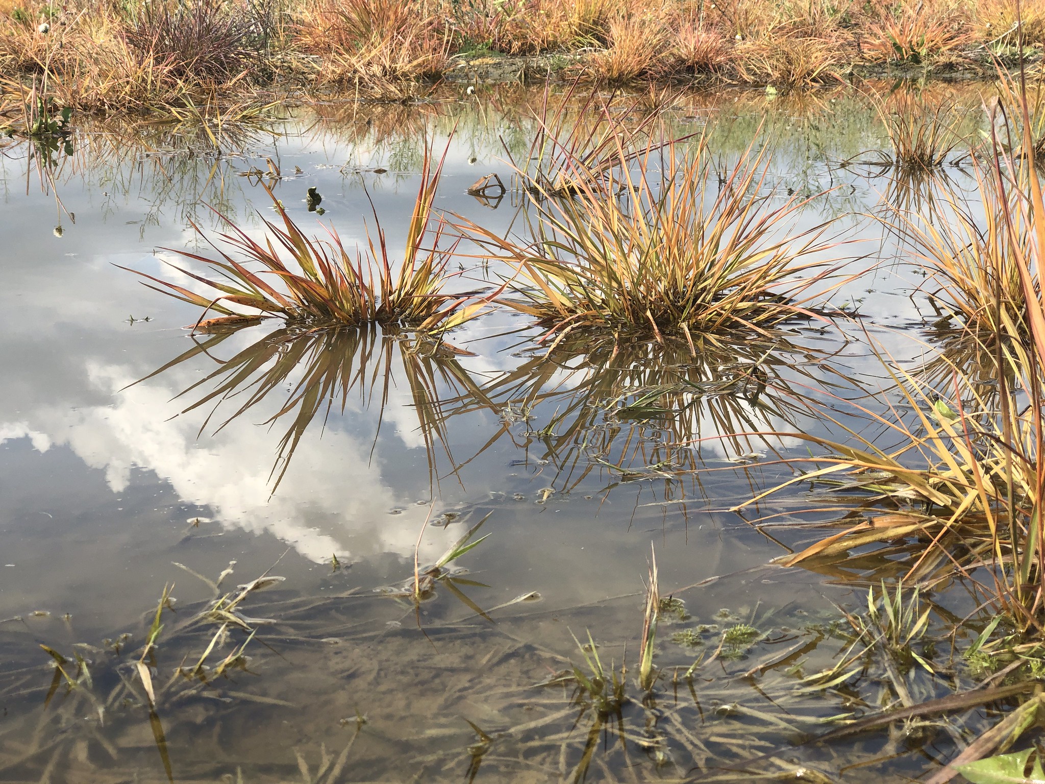 Plants in a puddle