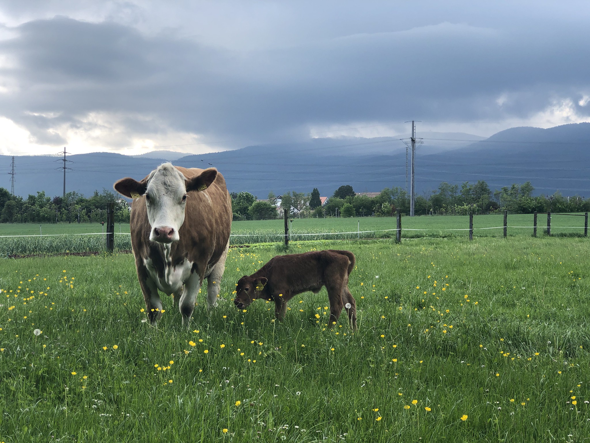 A calf and mother