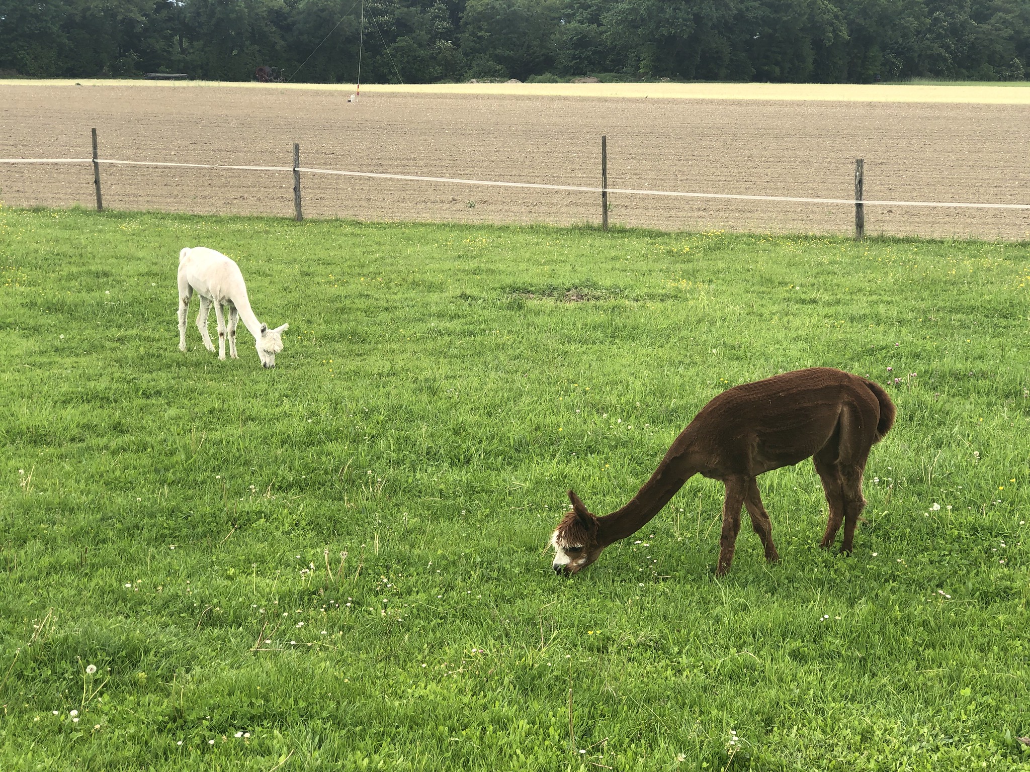 Alpacas