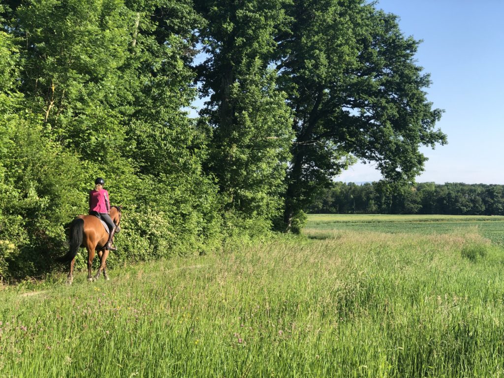 A person rides a horse along a dirt road near some woods.