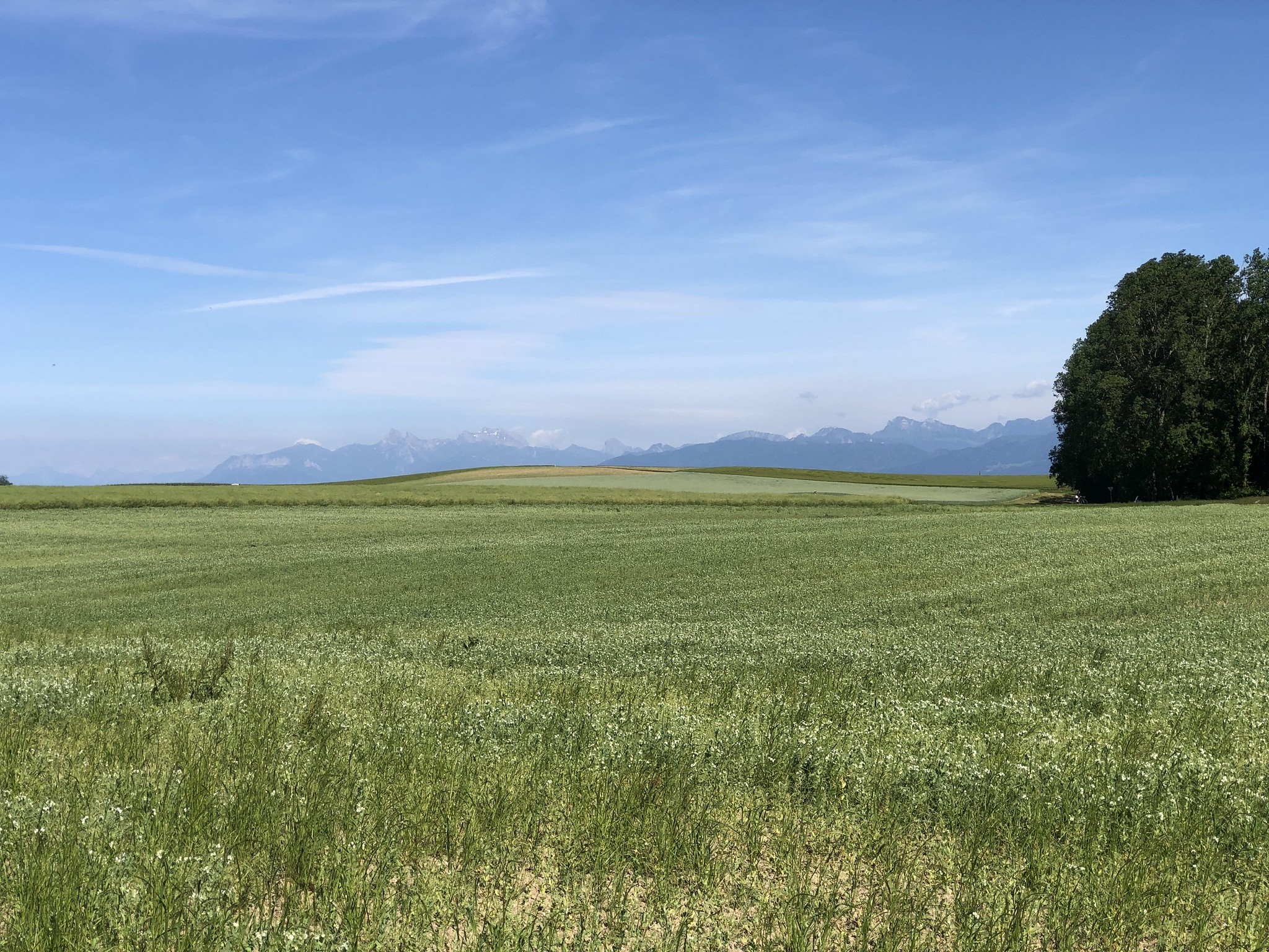 A view of fields, and the Alps