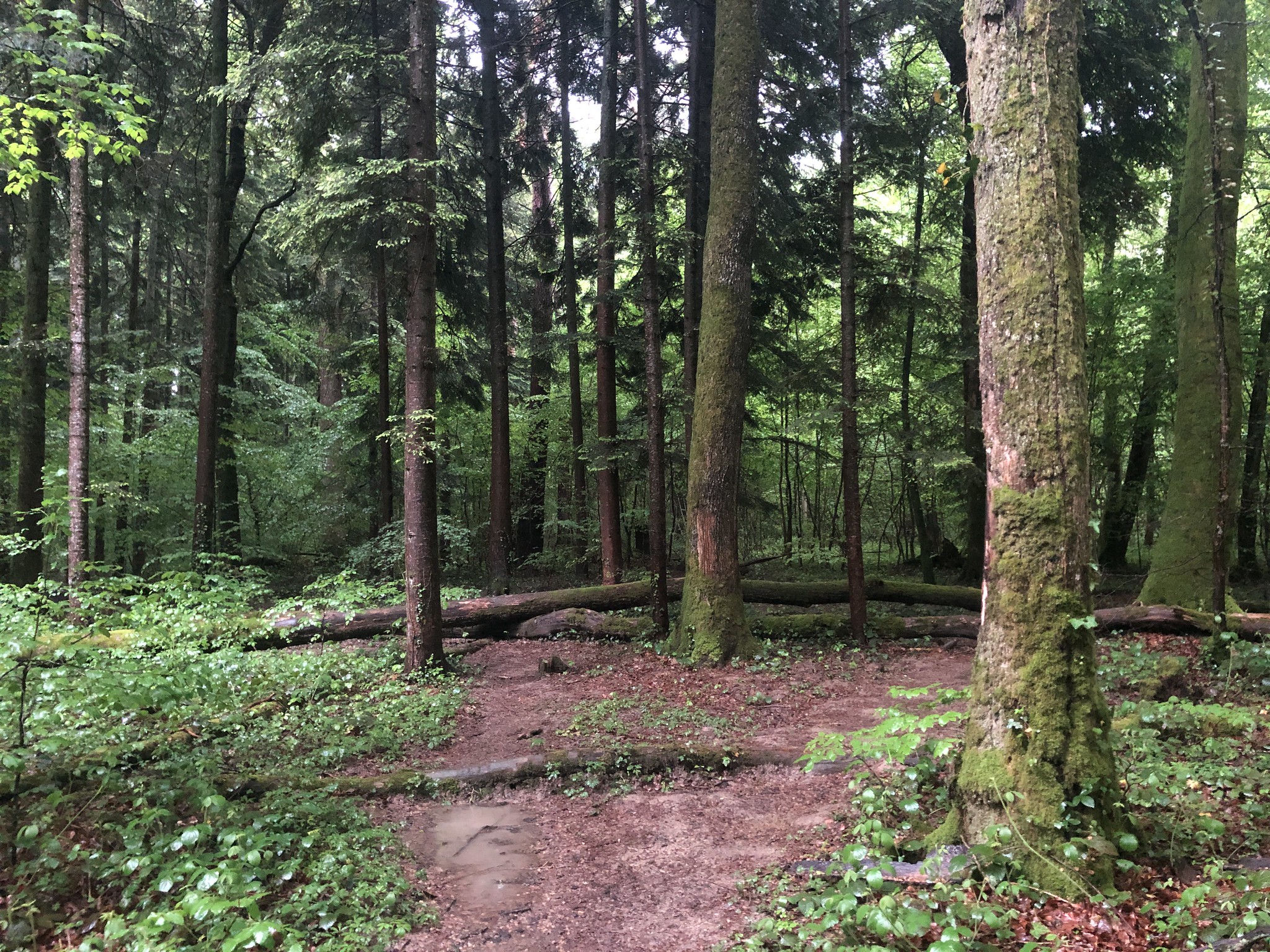 Day 47 Of Self-Isolation in Switzerland – A Walk In The Rain