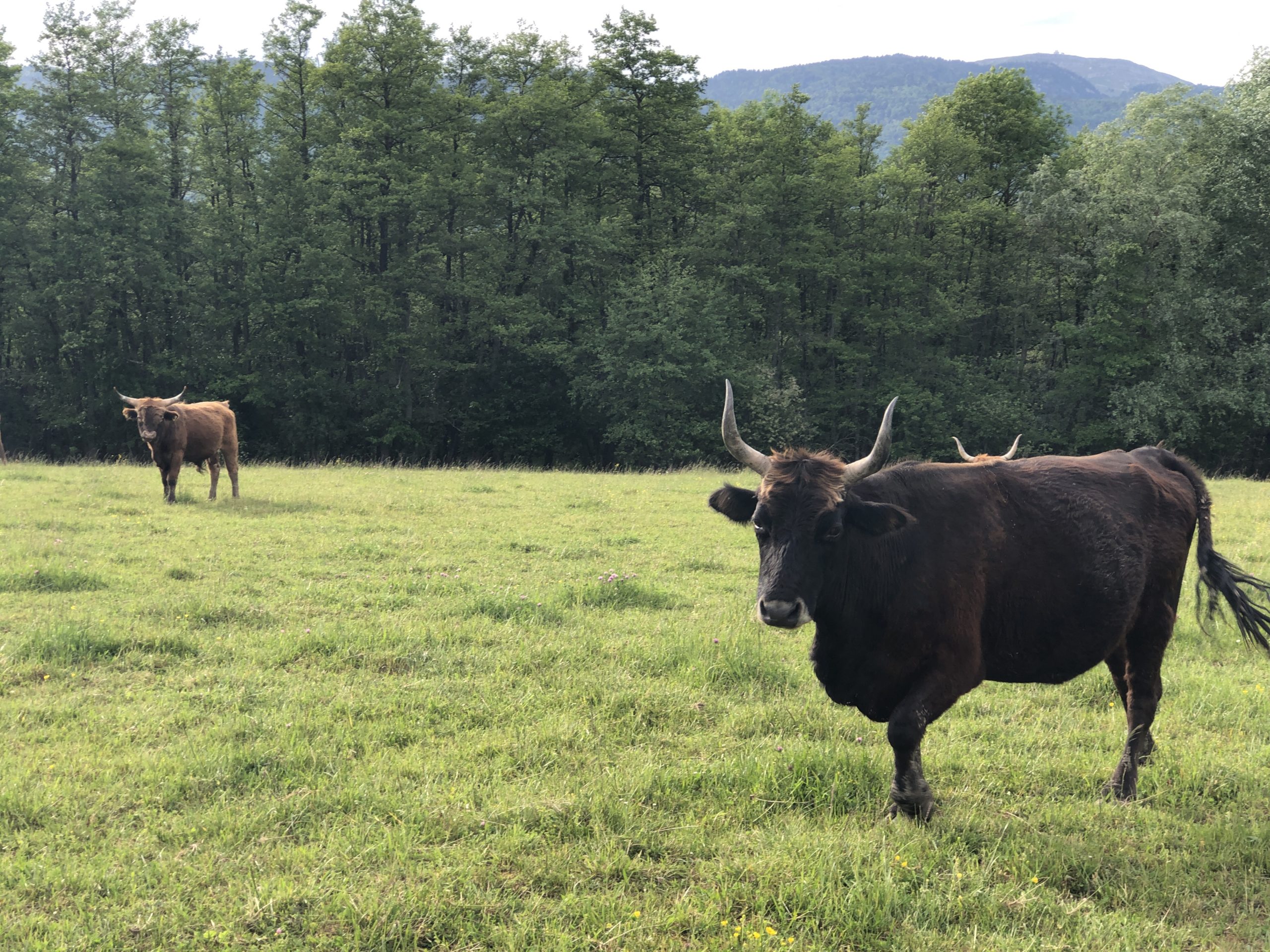 Day 55 Of Self-Isolation in Switzerland – Long Horned Cows
