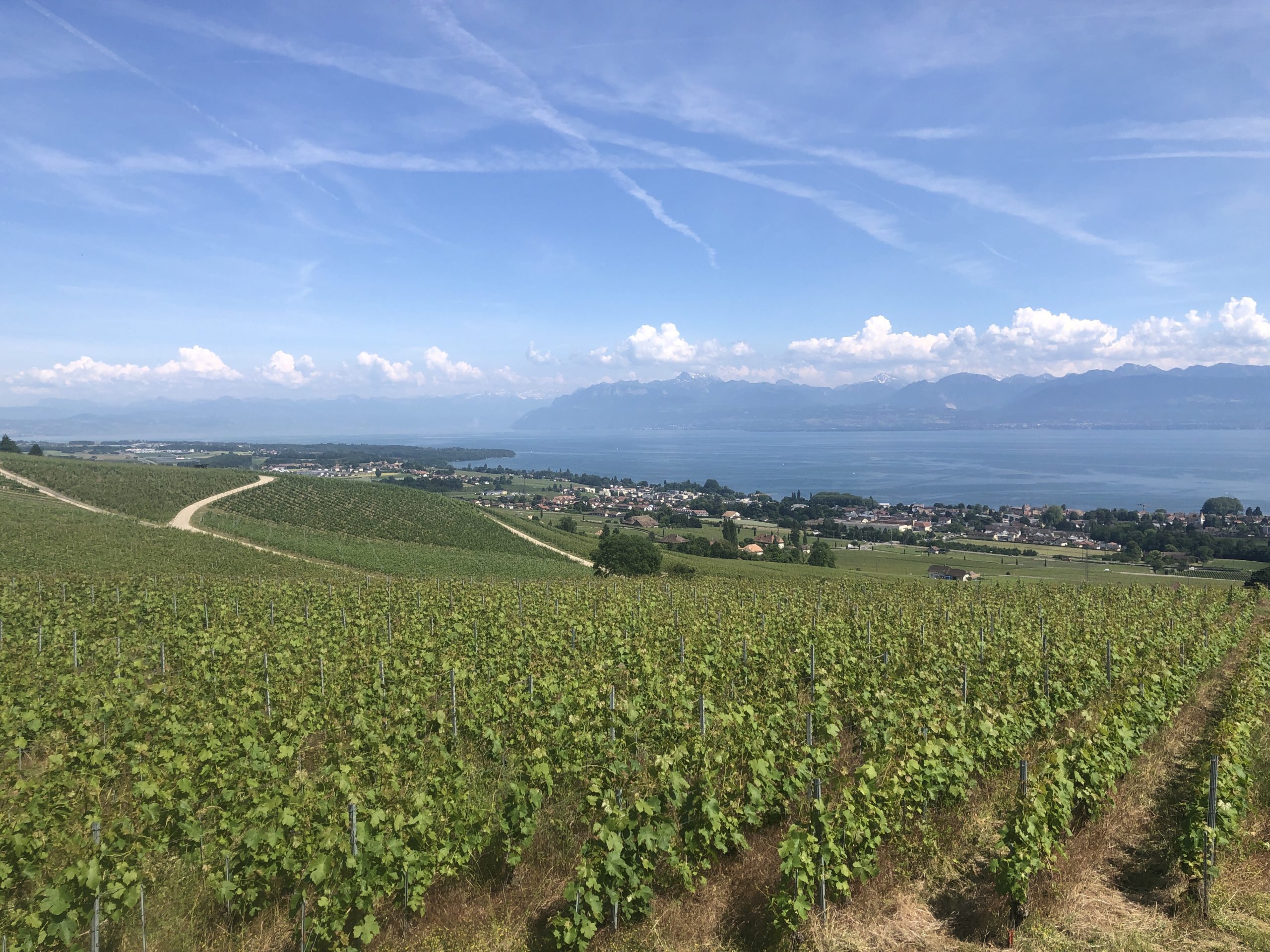 View of the Vineyards, towards Lausanne