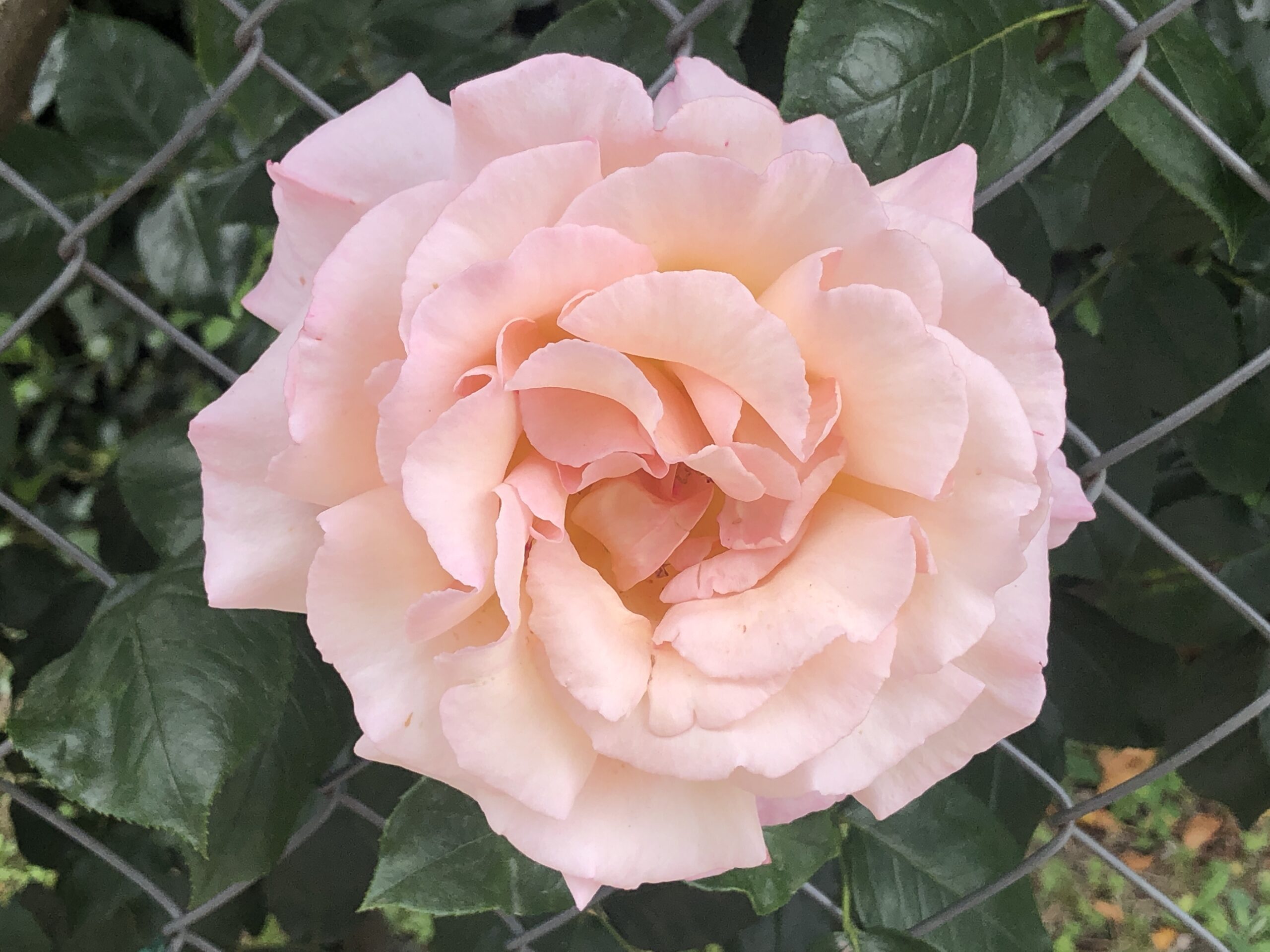 One of the pink roses I saw on my bike ride