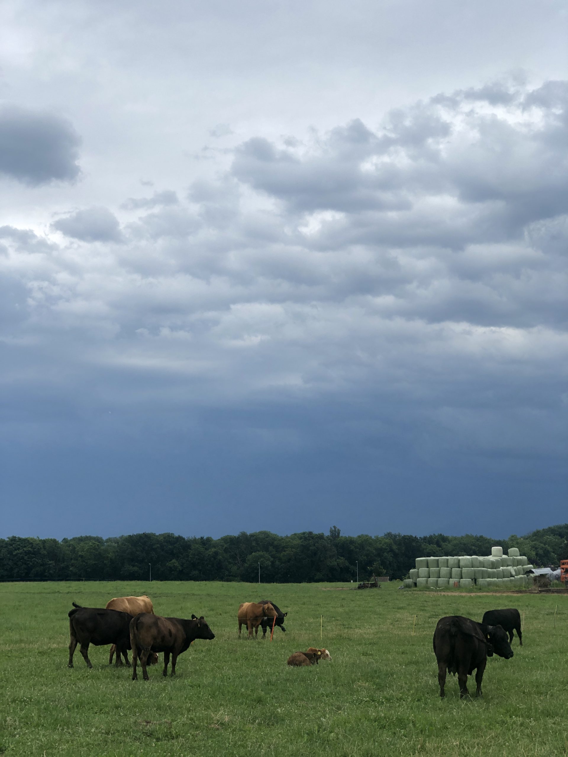 Cows on a Stormy Day