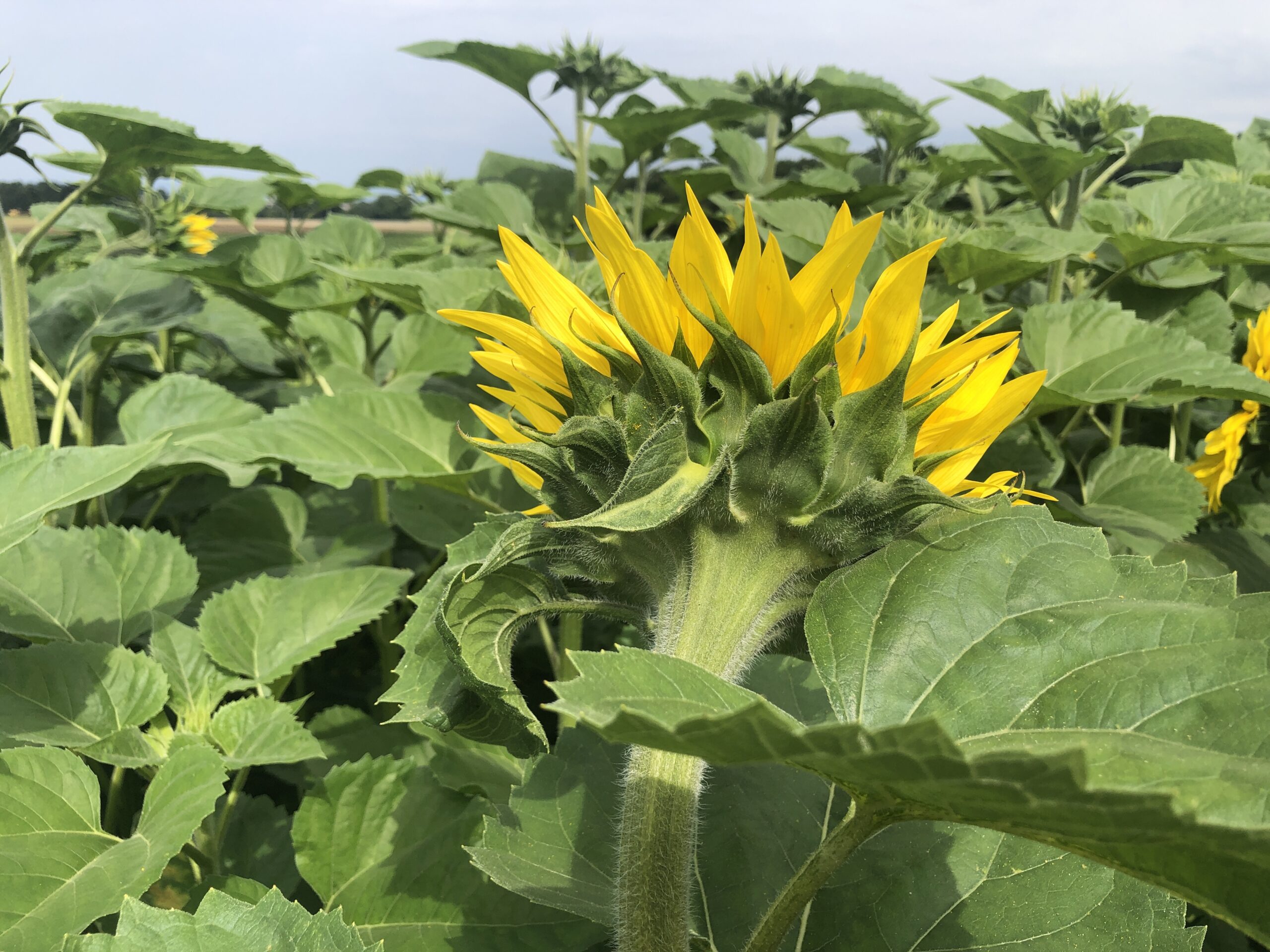 Ignored by Sunflowers