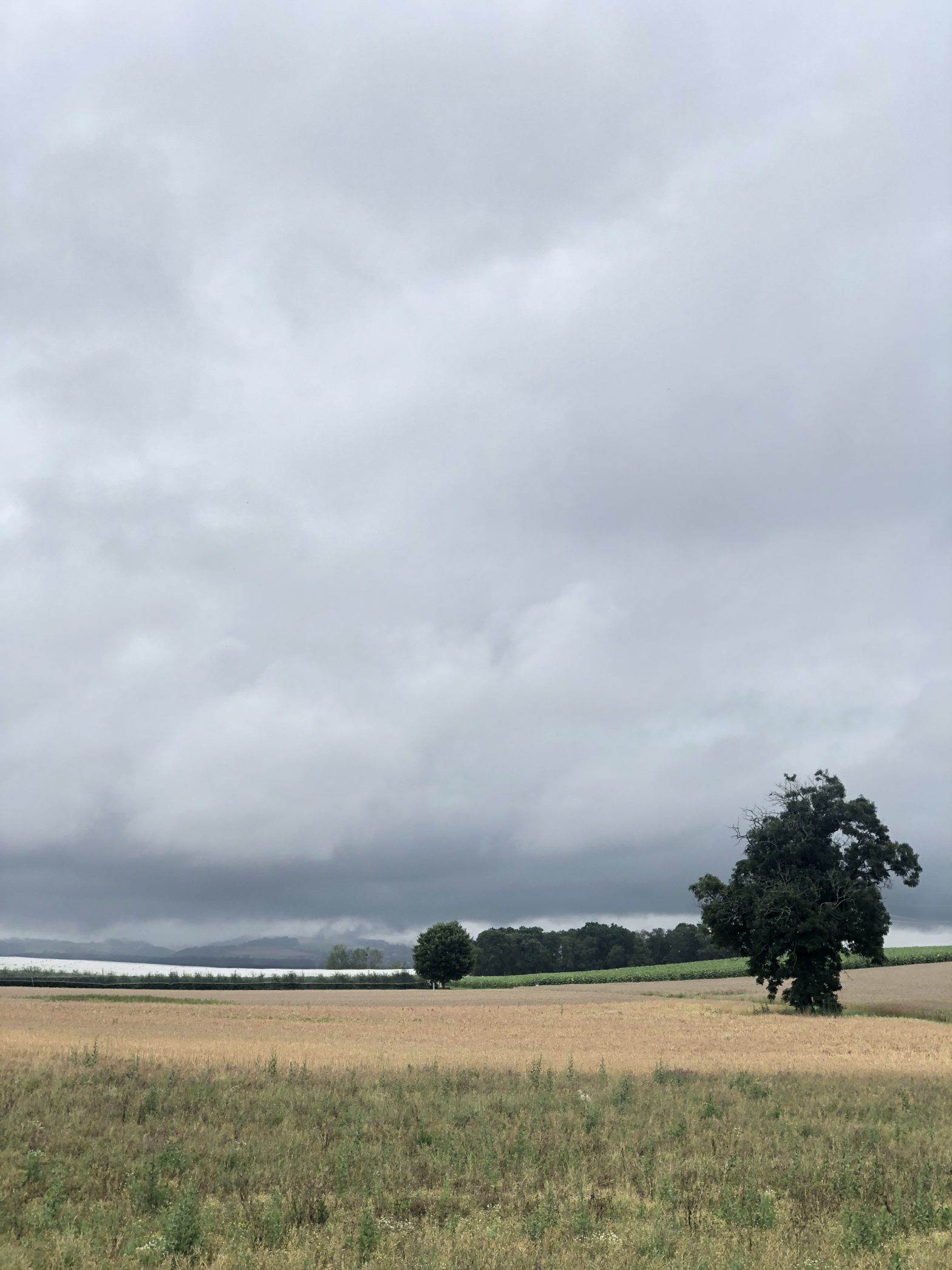 A tree and a field