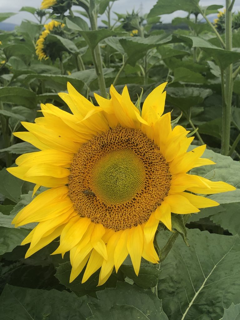 A solitary bee on a Sunflower