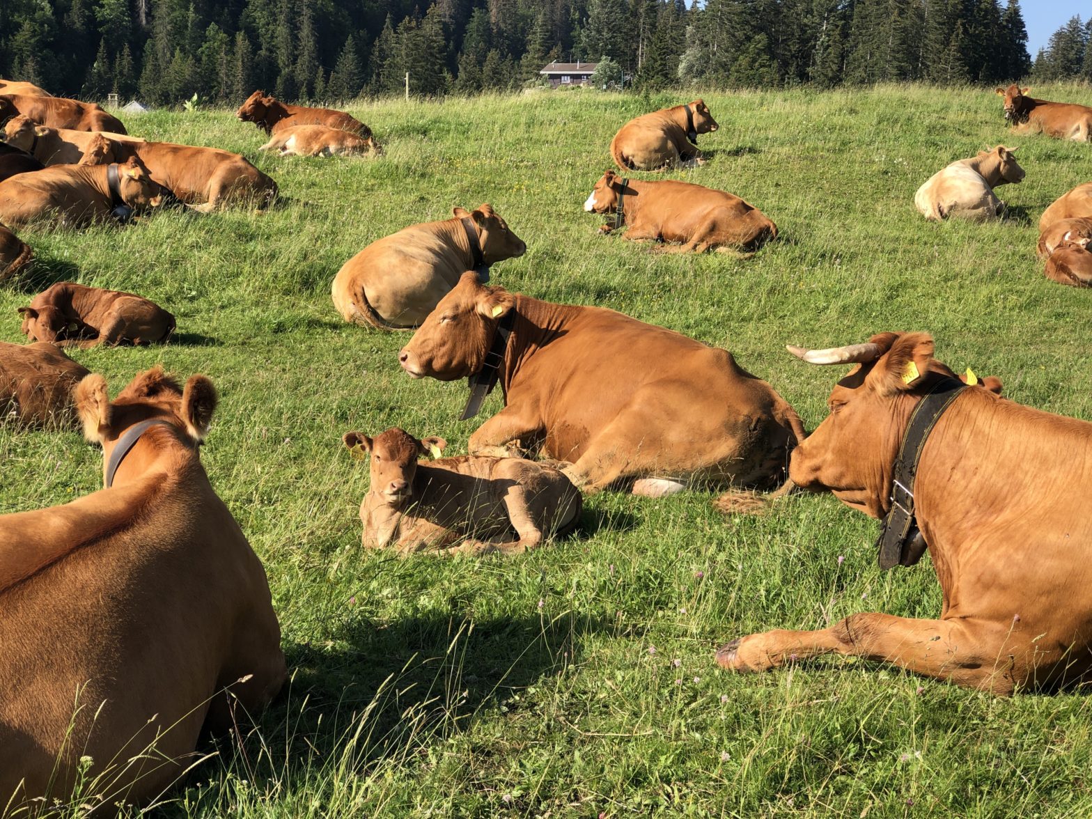 Relaxing Cows – The Right Crowd To Be With During A Pandemic