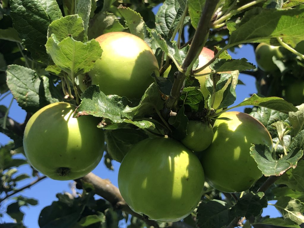 Apples on an Apple tree