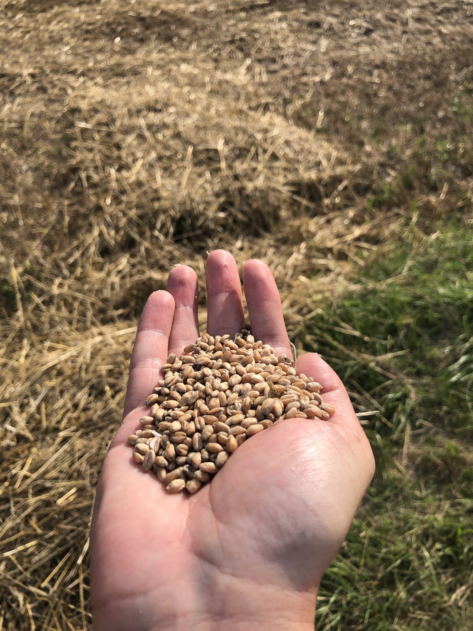 Grains – Harvesting Before the Rain