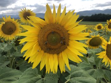 Sunflowers And Bees