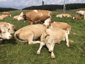 Relaxing Cows