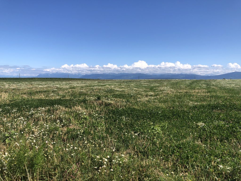 View of Grass and the Alps