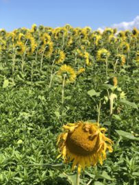 A Rebel Sunflower.