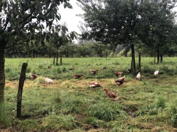 Chickens In The Rain