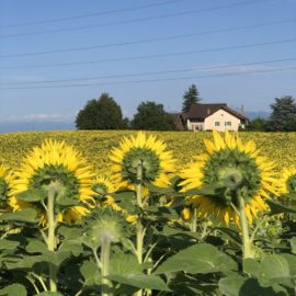 Sunflowers Looking Towards A House