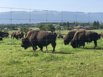 The Bison Of Geneva