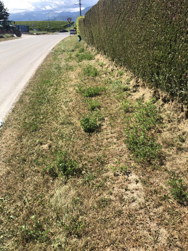 Dry grass by the river side