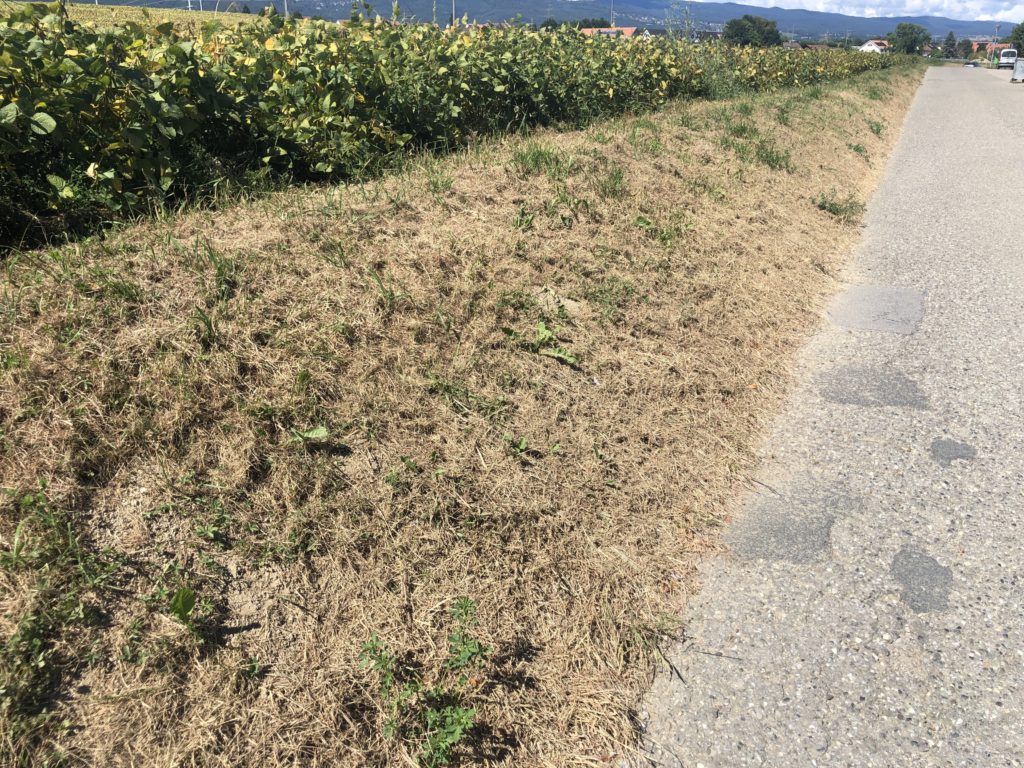 Dry grass by the river side