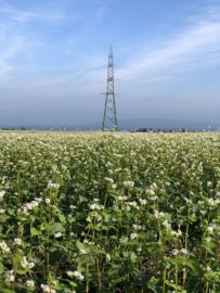 A field of flowers and an electricity pylon