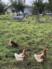 Chickens in a field