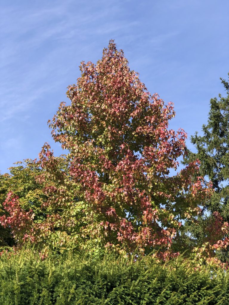 Autumn colours - a tree that is turning