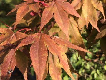 From A Spanish to A Swiss Autumn