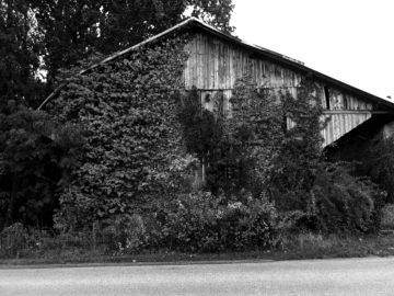 An old barn covered in growth